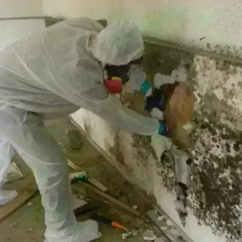 Mold Remediation and Removal in Chickasaw, AL